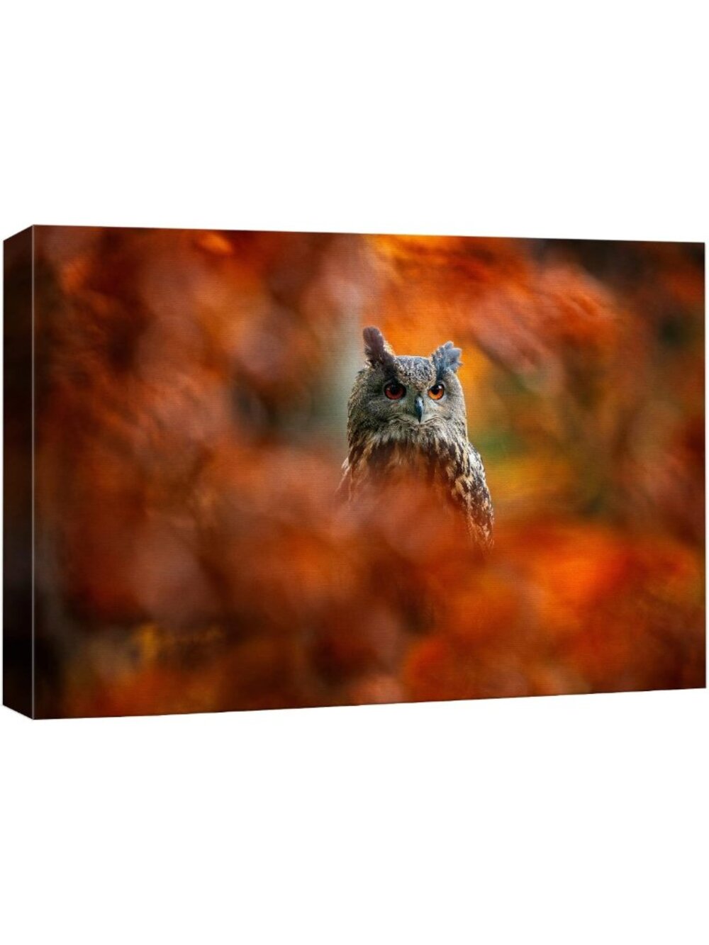 Autumn Owl Canvas Wall Art - Colorful Fall Leaves Nature Photography 32"x48